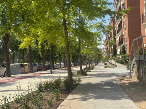 plantació av Catalunya111